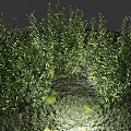 shrub garden landscaping plant park plant sketch plant ornamental plant 3d model