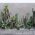 Various Types of Potted Cacti and Succulents with Pink Buds Gray Wall and White Pebbles Ground
