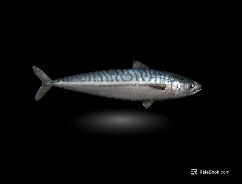 Aquarium Fish Tank Showcasing Silver Blue Striped Mackerel on Black Background 3d model 