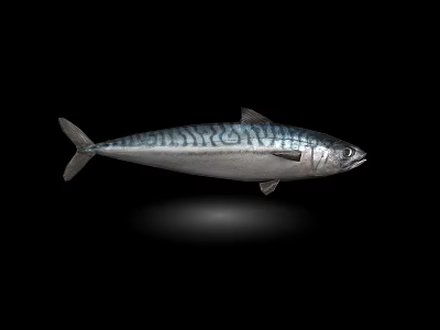 Aquarium Fish Tank Showcasing Silver Blue Striped Mackerel on Black Background 3d model
