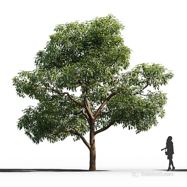 Tall Arbor With Lush Green Foliage Thick Trunk And Human Silhouette For Scale 3d model 