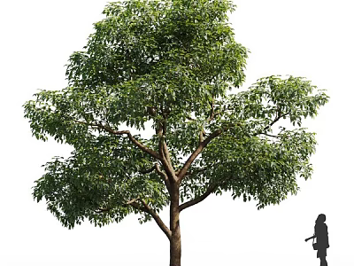 Tall Arbor With Lush Green Foliage Thick Trunk And Human Silhouette For Scale 3d model