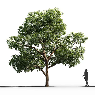 Tall Arbor With Lush Green Foliage Thick Trunk And Human Silhouette For Scale 3d model