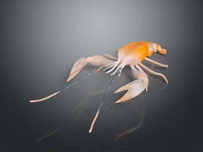 Orange Crayfish Closeup View With Smooth Shell Texture And Shiny Reflection Against Dark Background 3d model