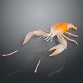 Orange Crayfish Closeup View With Smooth Shell Texture And Shiny Reflection Against Dark Background 3d model