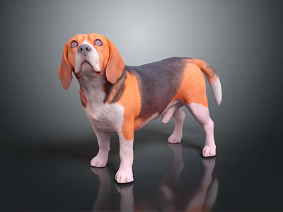 Detailed Realistic Tri Colored Beagle Dog Standing On Black Reflective Surface 3d model