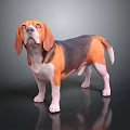 Detailed Realistic Tri Colored Beagle Dog Standing On Black Reflective Surface