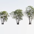Three Lush Arbor Trees With Thick Trunks And Dense Foliage On White Background