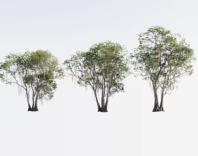 Three Lush Arbor Trees With Thick Trunks And Dense Foliage On White Background 3d model