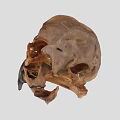 Detailed Bird Skull Skeletal Structure Featuring Beak And Cranial Details