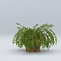 Lush Green Bonsai Plant with Cascading Leaves in Wooden Decorative Pot