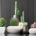 Modern Potted Plants Display With Cactus Succulents And Lavender In Stone Ceramic White Gray Pots