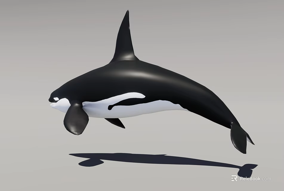 Realistic 3D Orca Model In Dynamic Jumping Pose With Black White Coloration 3d model