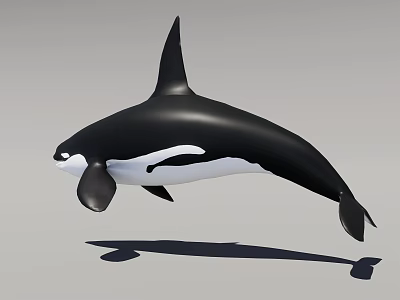 Realistic 3D Orca Model In Dynamic Jumping Pose With Black White Coloration 3d model