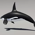 Realistic 3D Orca Model In Dynamic Jumping Pose With Black White Coloration 3d model