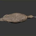 Flying Animal Duck With Brown Feathers Green Patches And Gray Beak On Dark Surface