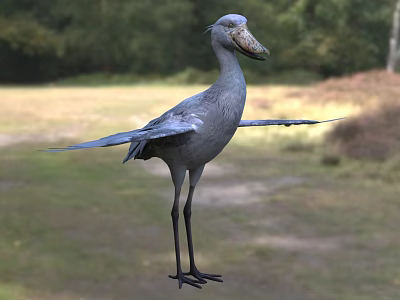 Shoebill Stork With Gray Feathers And Spread Wings In Natural Grassland Habitat With Green Trees 3d model