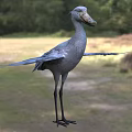 Shoebill Stork With Gray Feathers And Spread Wings In Natural Grassland Habitat With Green Trees