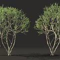 Tall Trees With Green Foliage And Multiple Branches Near Small Human Figure