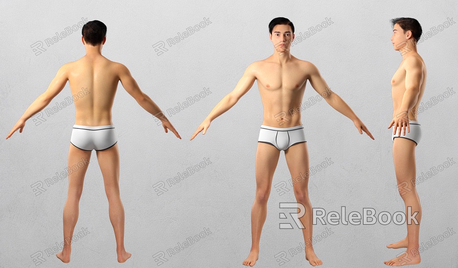 male human body model