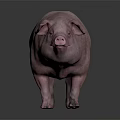 Pink Pig Standing On Gray Background With Full Body Reflection 3d model