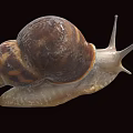 Reptile Snail Featuring Brown Shell And White Body On Black Background