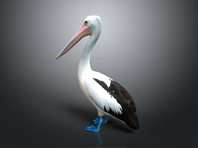 White and Black Feathered Pelican With Long Pink Beak Standing On Gray Background 3d model