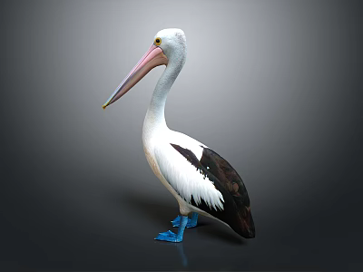 Modern pelican gannet pelican bird water bird 3d model