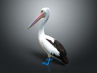 Modern pelican gannet pelican bird water bird 3d model