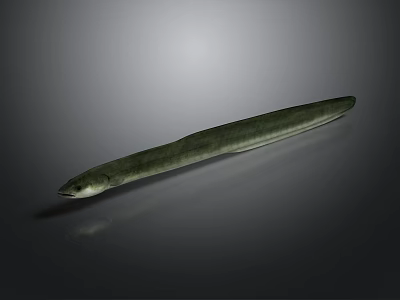 Green Eel With Long Slender Body On Smooth Gray Surface With Reflection 3d model
