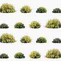 Various Green and Yellow Shrub Varieties with Dense Foliage for Garden Landscaping