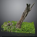 Lush Green Plants and Grass Surrounding Weathered Tree Trunk on Small Platform