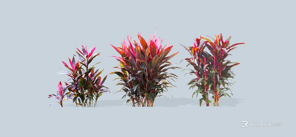 Colorful Ornamental Shrubs With Red And Purple Leaves In Different Sizes For Garden Decoration 3d model 