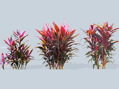 Colorful Ornamental Shrubs With Red And Purple Leaves In Different Sizes For Garden Decoration 3d model