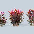 Colorful Ornamental Shrubs With Red And Purple Leaves In Different Sizes For Garden Decoration
