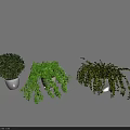 Different Types of Green Hanging Plants in White Planters for Home Decor