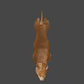 Brown Dog With White Chest Standing Alertly On Dark Background