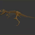 Realistic Dinosaur Skeleton Model Display With Detailed Anatomical Structure And Standing Pose 3d model