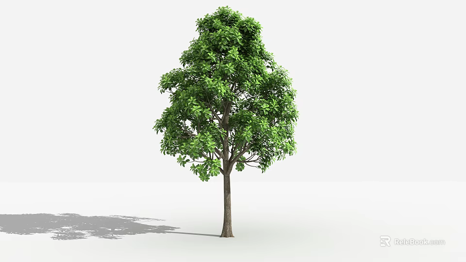 Single Tall Arbor Featuring Lush Green Foliage And Natural Trunk Structure 3d model