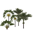 Lush Palm Trees With Large Green Fronds And Tall Trunks In Natural Setting