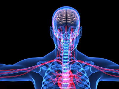 Advanced Medical Device for 3D Visualization of Human Skeleton Vessels Brain and Structures 3d model