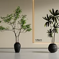 Bonsai Potted Plants With Lush Foliage Broad Leaves And Black Ceramic Pots In Minimalist Design