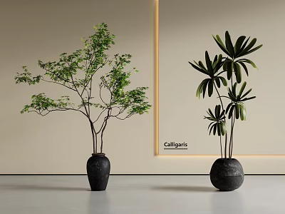 Bonsai Potted Plants With Lush Foliage Broad Leaves And Black Ceramic Pots In Minimalist Design 3d model