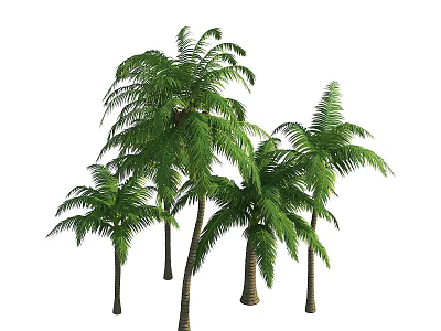 Lush Green Palm Trees with Feathery Fronds and Tall Trunks in Natural Tropical Scene 3d model