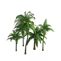 Lush Green Palm Trees with Feathery Fronds and Tall Trunks in Natural Tropical Scene