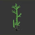 Green Aquatic Plant With Multiple Branches And White Roots On Gray Background