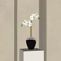 Black And White Striped Vase With White Orchids On Pedestal Against Beige Wall