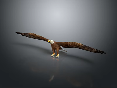 Brown Eagle with Spread Wings Standing on Smooth Surface Against Gray Gradient Background and Reflection 3d model