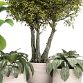 Bonsai Potted Plants With Large Small Leaves In Textured Pots For Indoor Decor