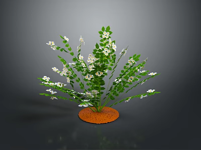 Green Leafy Plant with White Small Flowers Growing in Orange Soil Against Dark Background 3d model